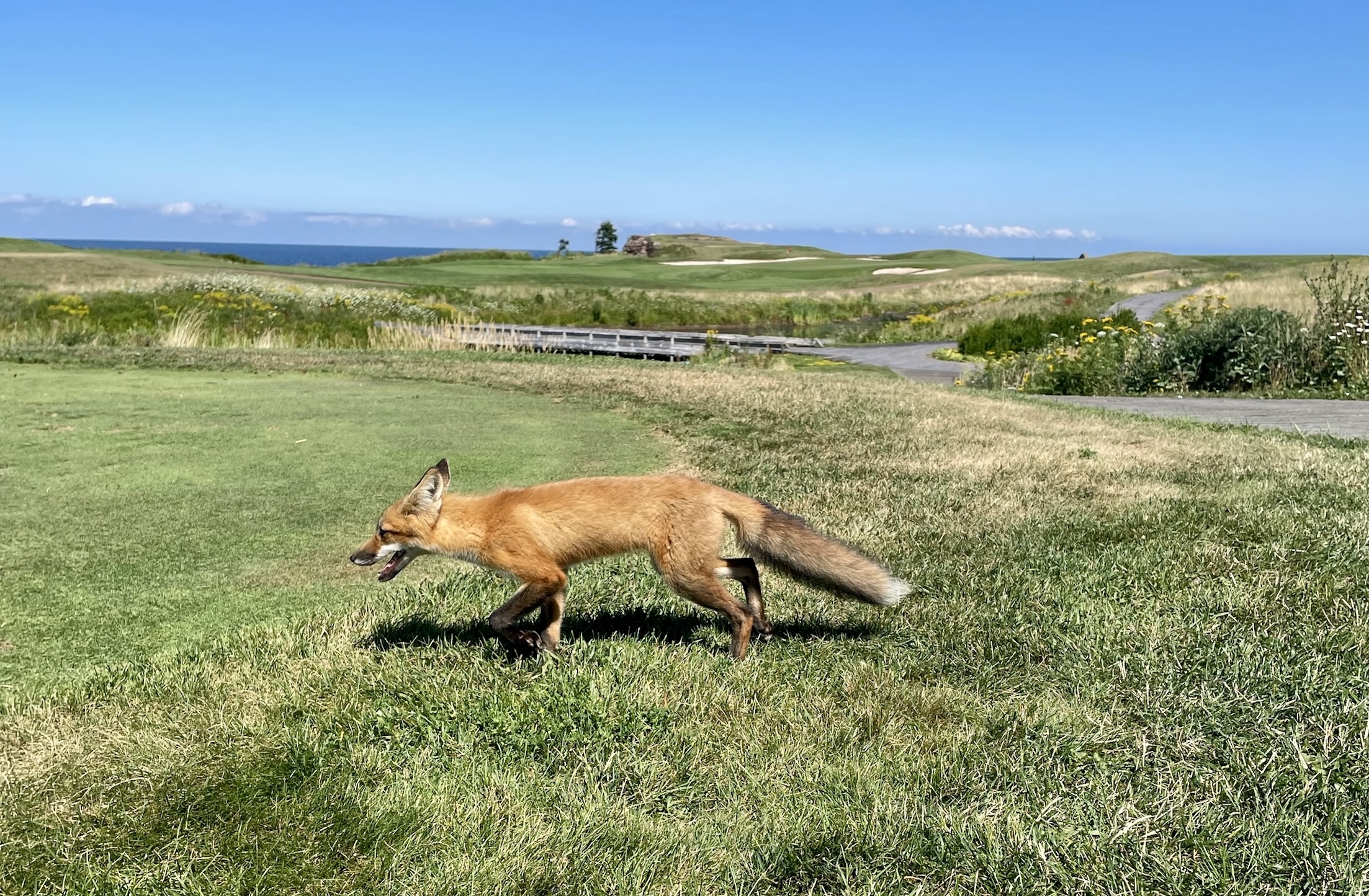 A fox crossing the course